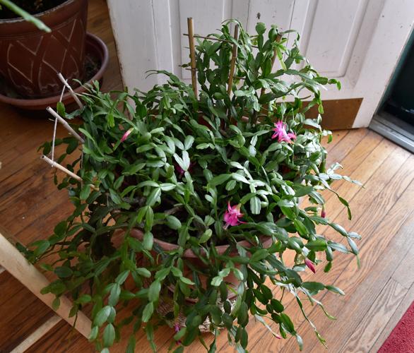 Plants Shirley Orfanella 6.jpg