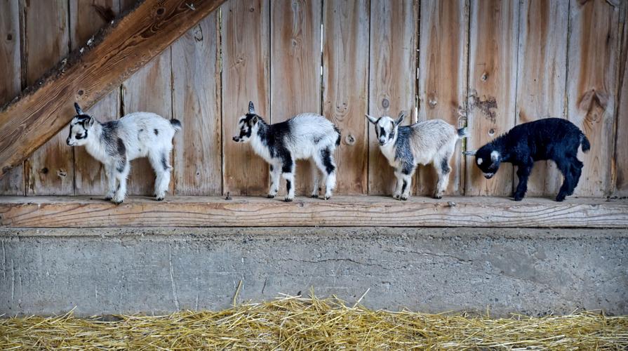baby goats 1