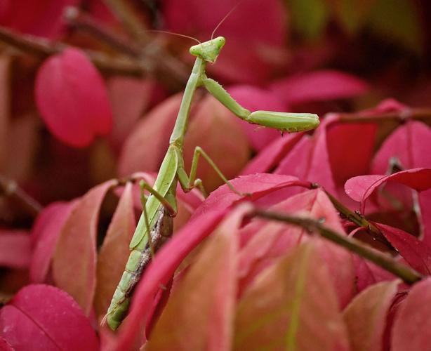 praying mantis