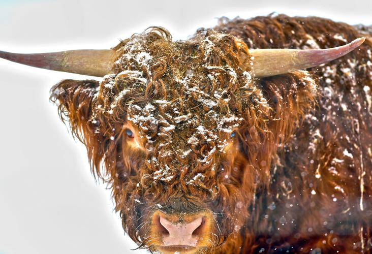 Highland Cattle in the Snow