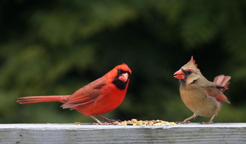 Cardinals