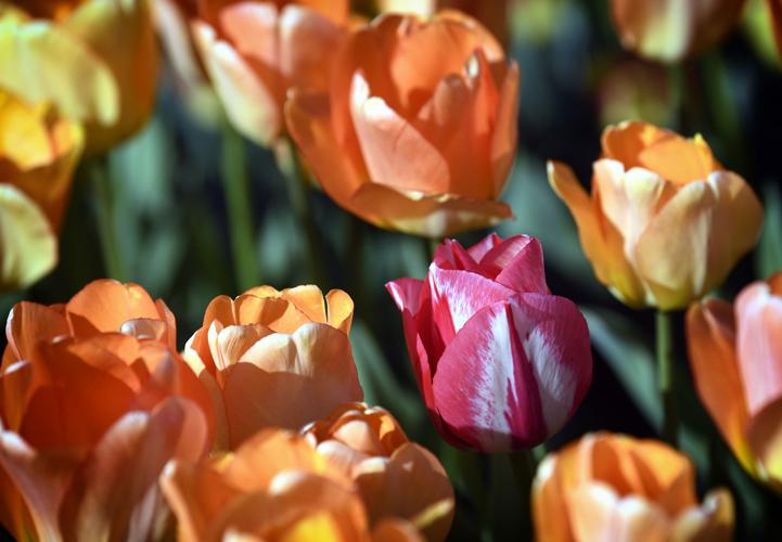 Tulips Blooming at Hershey Gardens
