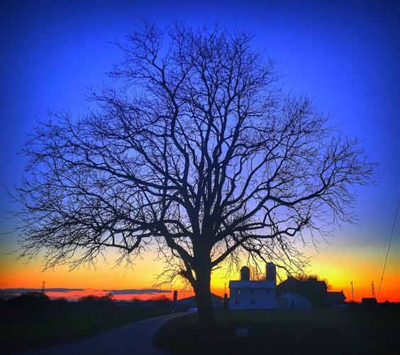 VIEWFINDER-Tree at Sunset