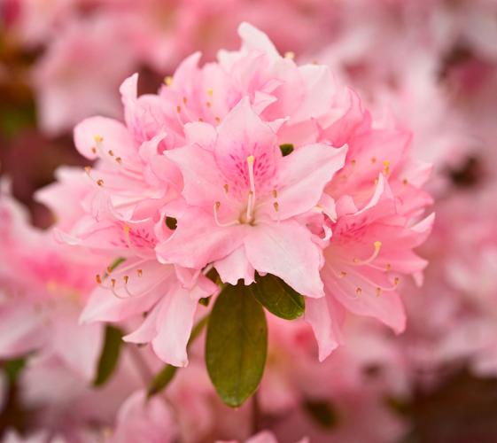 Oliver's Gardens 3.jpg