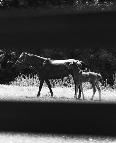 Mare and foal