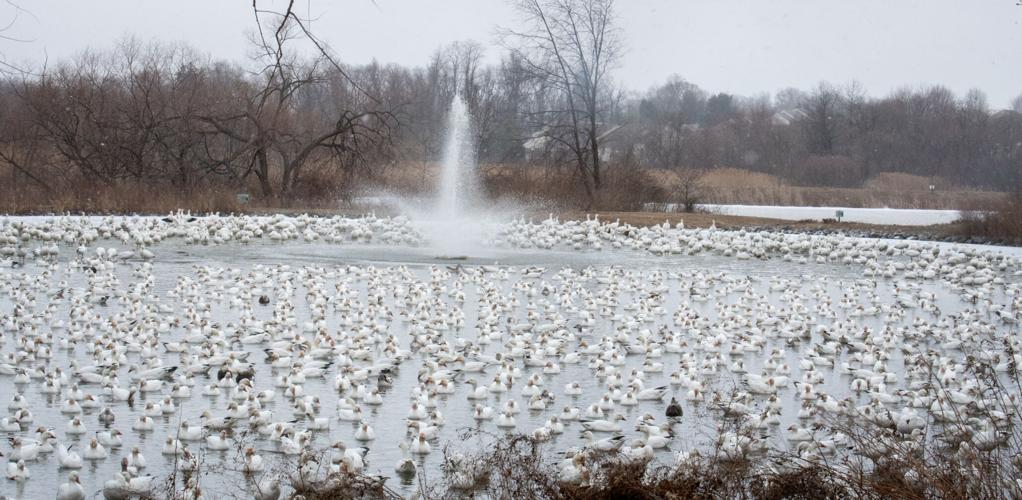 Snow Geese Manor Township