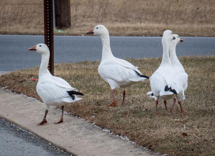 Snow Geese Manor Township