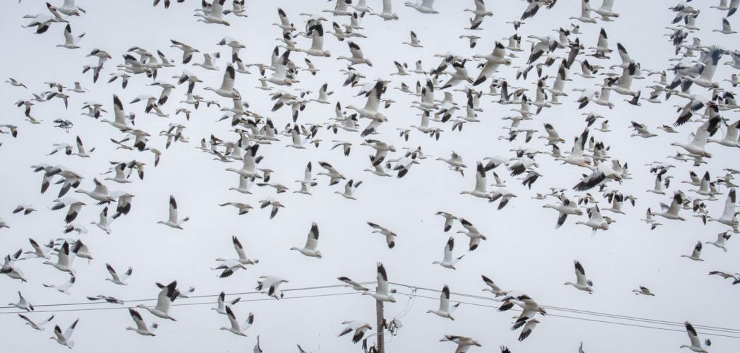 Snow Geese Manor Township