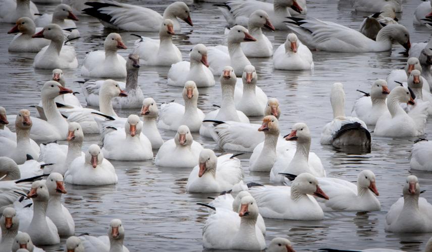 Snow Geese Manor Township