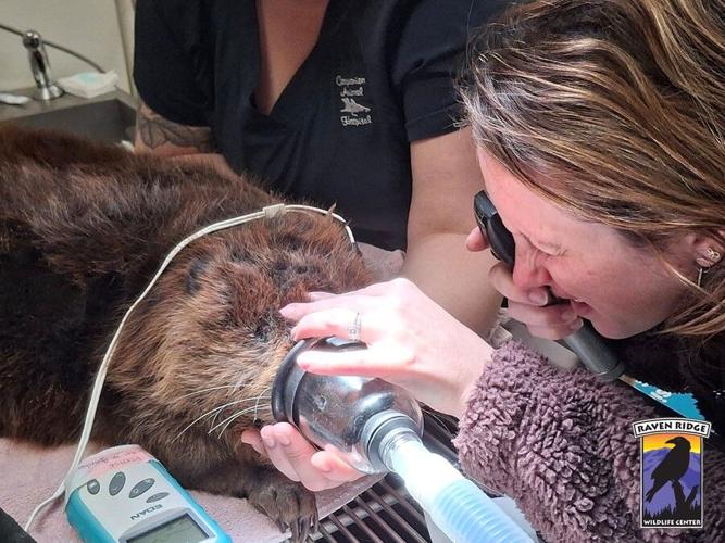 Beaver Rehab 3